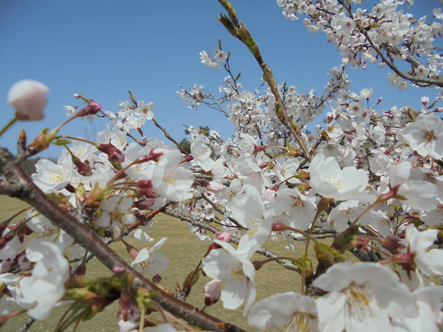 青い空に桜の白が印象的