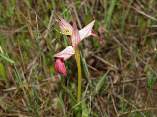 Orquídea (Serapias lingua)