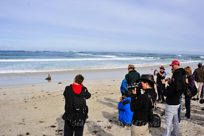 袋鼠島, 海豹灣保育公園, Seal Bay Conservation Park