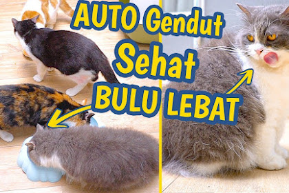 Cara Merawat Kucing Persia Agar Gemuk dan Sehat