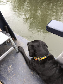 Guide Dog Oakley cruising on the Good Ship nb Sola Gratia.