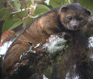 Meet the olinguito