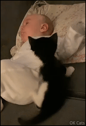 Cute Kitten GIF • Aww cute baby cat spooning with cute human baby [ok-cats.com]