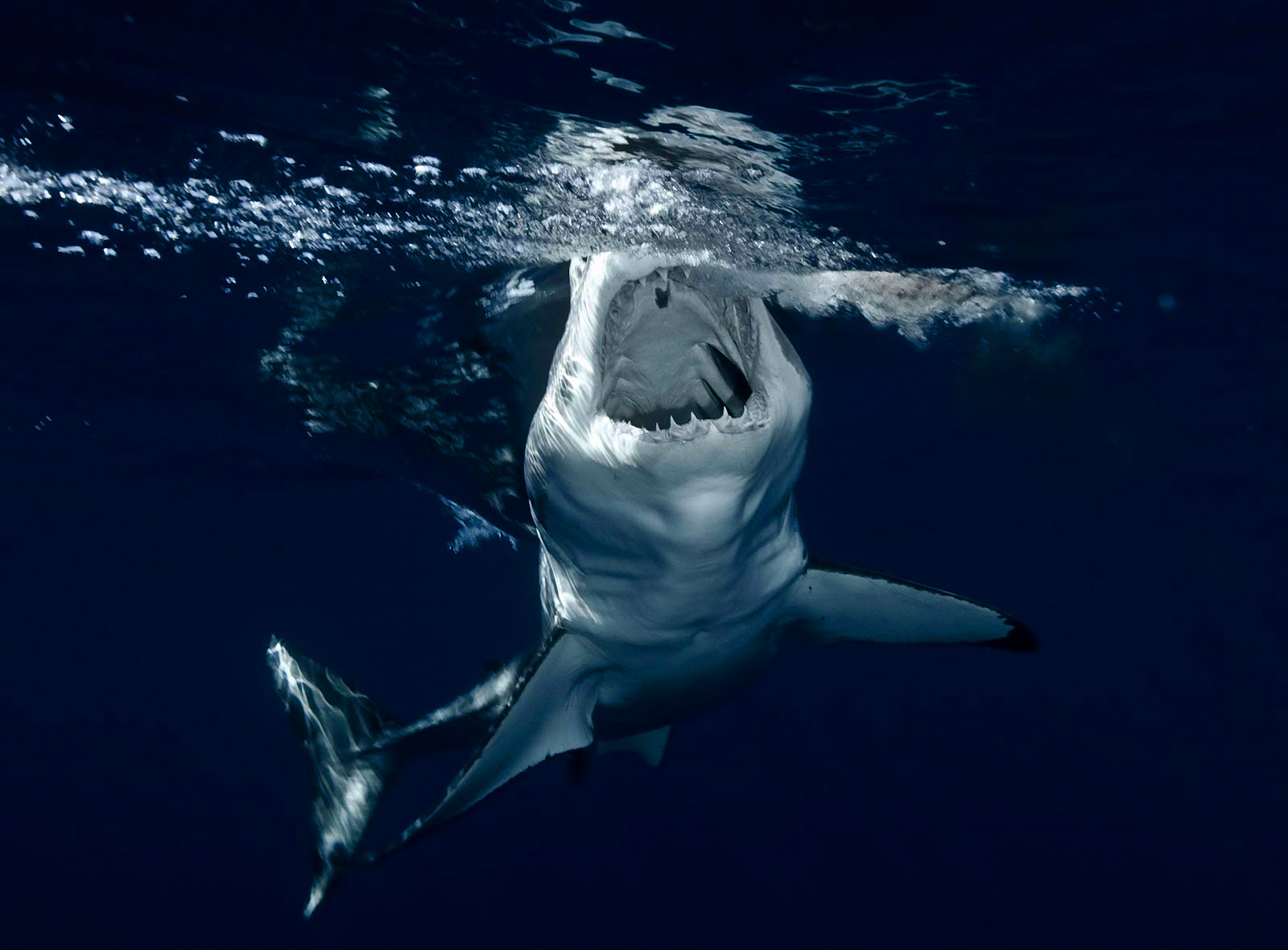 Shark Wallpaper HD S