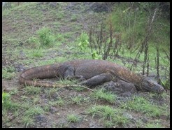 Indonesia, Komodo Island, 8 January 2013 (30)
