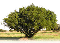 Huile d'argan