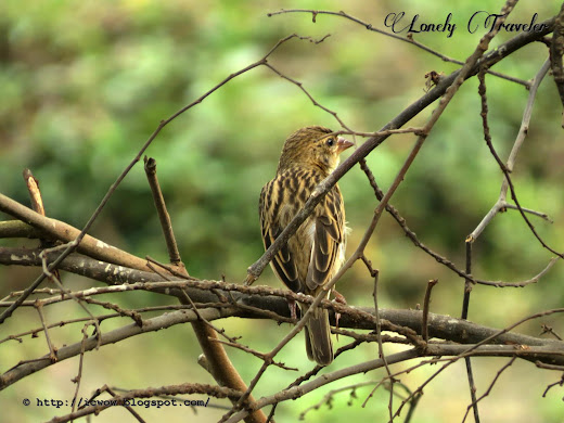 Baya weaver - Ploceus philippinus