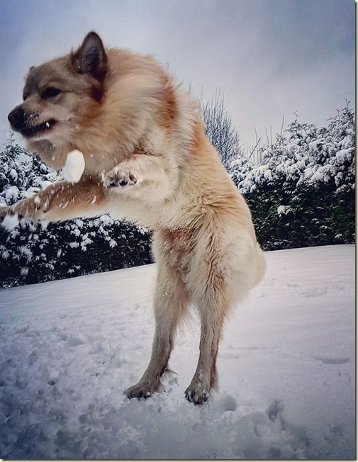 170205 hopp i snø
