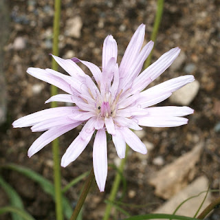 Scorsonère pourpre (Scorzonera purpurea, Syn. Podospermum purpureum)