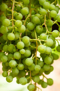 Shannon Hager Photography, Napa, Vineyards, Grapes