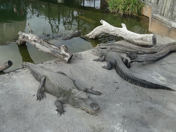 2018.08.25-059 alligators