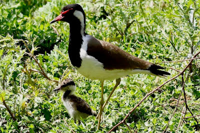 "Red-wattled Lapwing - with chick."