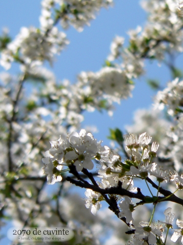 Mijloc de aprilie in gradina