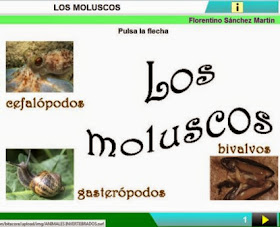 http://cplosangeles.juntaextremadura.net/web/edilim/curso_3/cmedio/animales_invertebrados_3/moluscos/moluscos.html