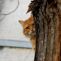 Resultado de imagen para gato espiando