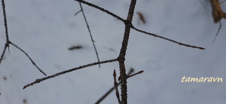 Бересклет малоцветковый (Euonymus pauciflorus)