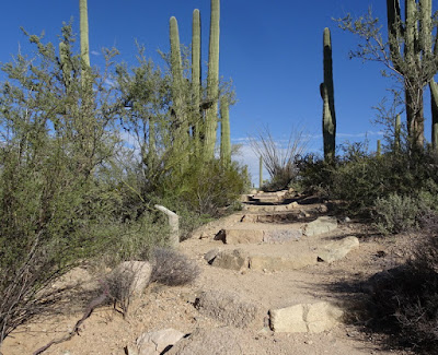 Saguaro National Park