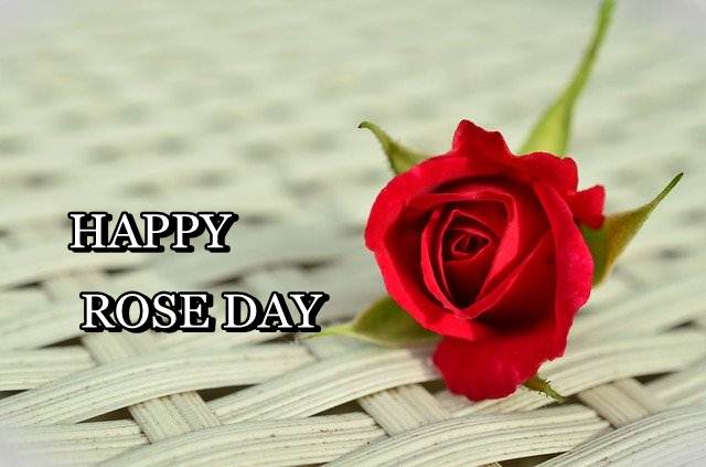 HAPPY ROSE DAY, ROSE DAY, ROSE DAY IMAGES DOWNLOAD