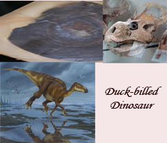 Duck-Billed Dinosaurs