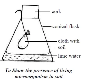 living organisms in soil