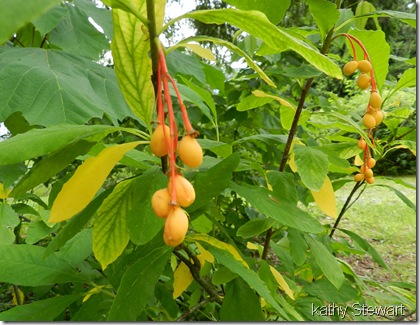Indian Plum