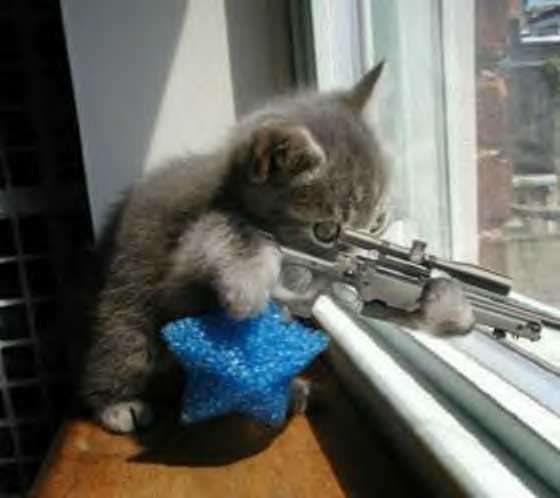 Funny cats with machine guns