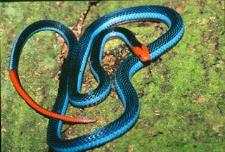 Colourful Snakes in the World..!