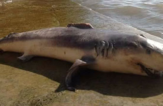 Un misterio las muertes de manatíes y delfines en la Bahía de Chetumal, dice experta