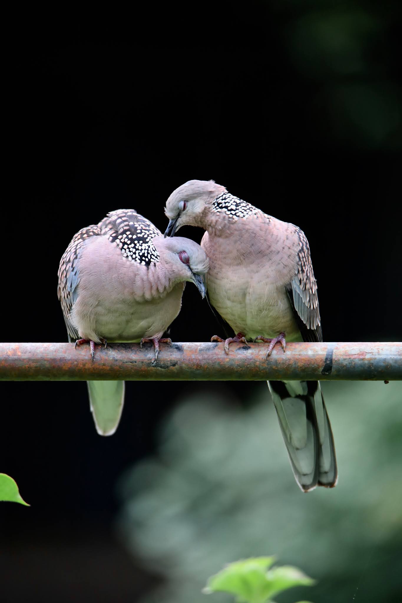 Spotted doves courtship, breeding, large, high resolution images