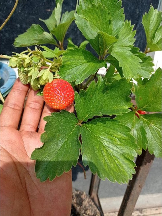 Strawberry Soelhyang Bandar Lampung