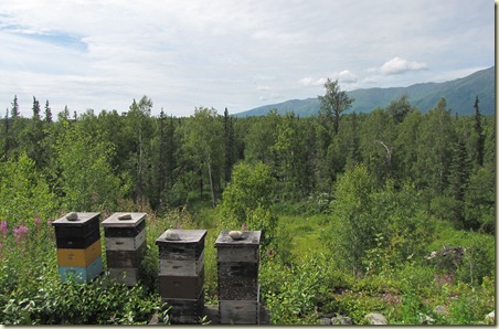 beehives