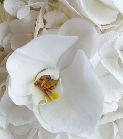 If opting for a white and silver winter wonderland wedding the Phalaenopsis