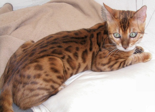 Fabulous brown Egyptian Mau Cat seat on bad image
