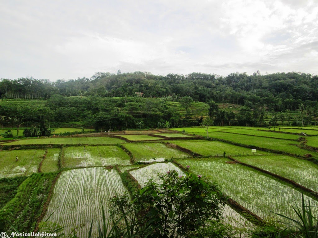 Hamparan sawah terbentang dibeberapa sudut