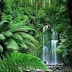 Natural Vegetation And Wild Life