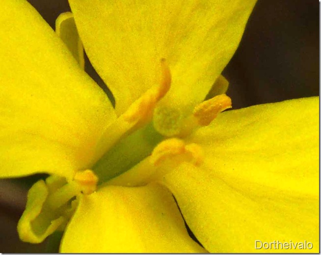 farsblomst