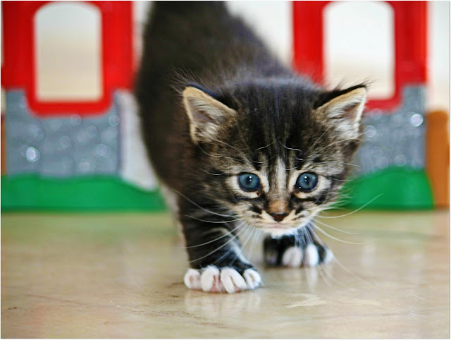 Little kitty ♥ =^..^= ♥ by Viola's visions from flickr (CC-NC-SA)