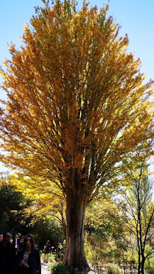 Olmo del Cáucaso. Jardín Botánico de Madrid