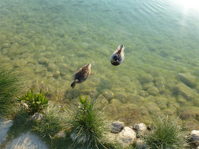 Pamukkale ducks