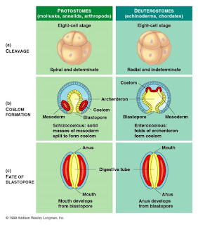 Perbedaan Protostoma dan Deuterostoma