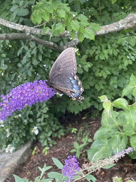 Black and Blue butterfly in Blowing Rock