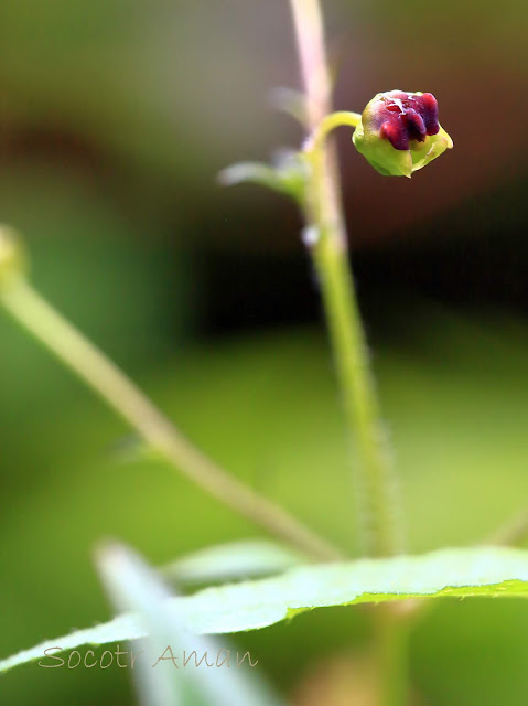 Scrophularia duplicatoserrata