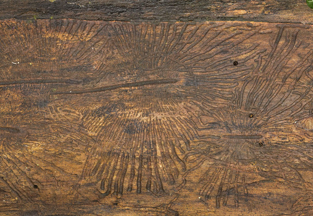 Bark beetle galleries. Hayes Common, 25 December 2011.