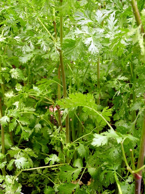 In Praise of Cilantro