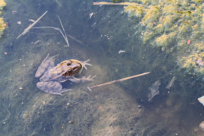  Lithobates berlandieri – Rio Grande Leopard Frog – in a ditch