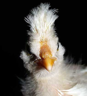 Gallo o gallinella? Mistero! Foto di Andrea Mangoni.