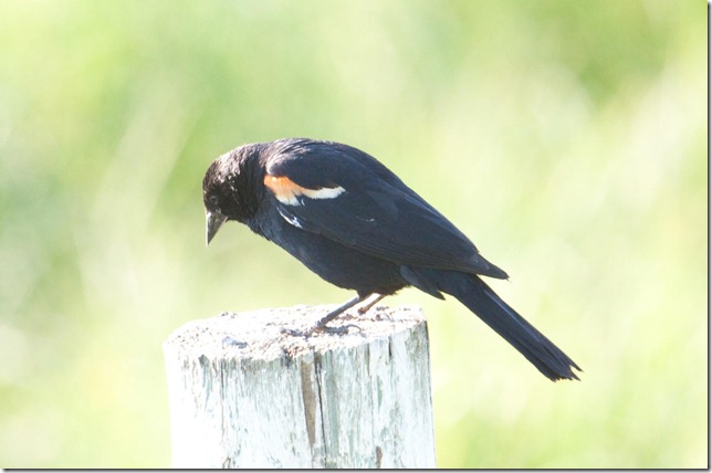 Red-Winged Blackbird