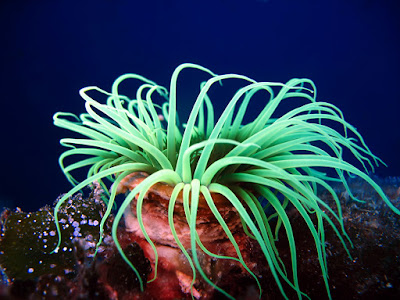 Sea Anemone Animals That Never Die