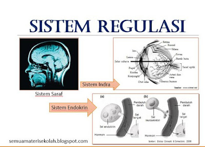 SISTEM REGULASI : Sistem Saraf, Sistem Endokrin dan Sistem Indra