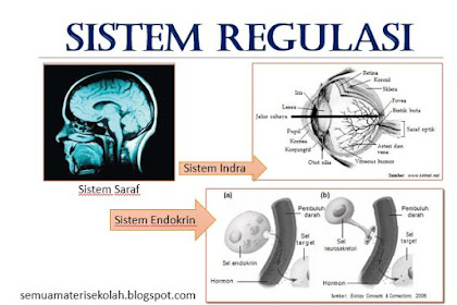 SISTEM REGULASI : Sistem Saraf, Sistem Endokrin dan Sistem Indra